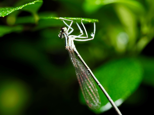 Black-kneed Featherleg