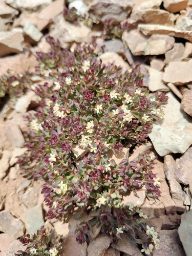 Greater Rock-jasmine