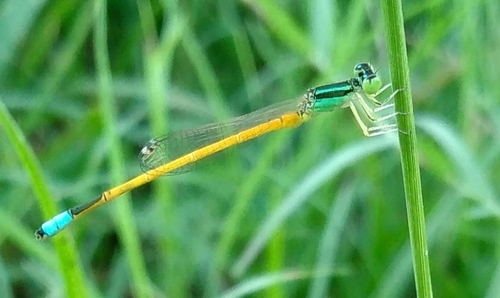 Western Golden Dartlet