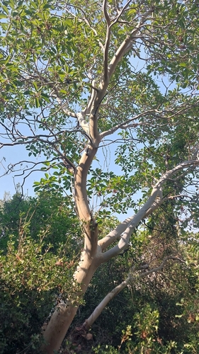 Greek strawberry-tree