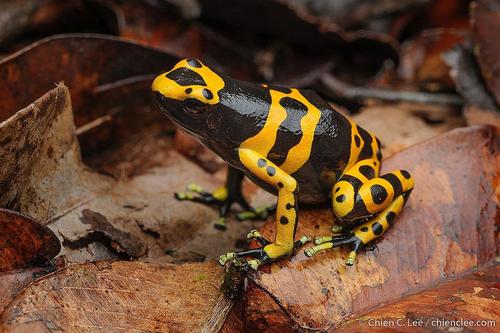 Yellow-headed Poison Dart Frog