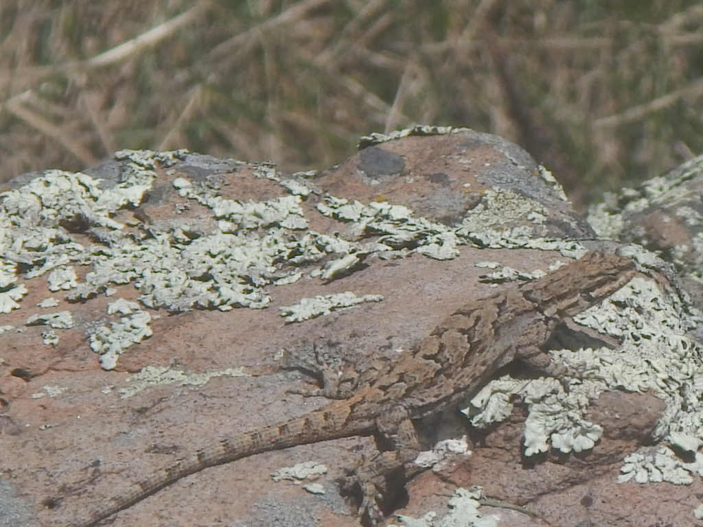 Ornate Tree Lizard from Coconino County, AZ, USA on April 26, 2020 at 0304 PM by Pauline Rosen