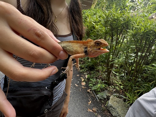 Thai Garden Lizard