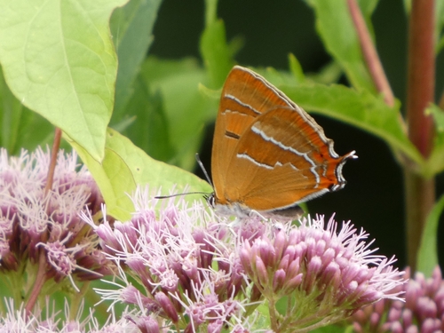 Brown Hairstreak