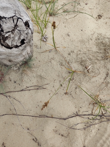 sand sedge