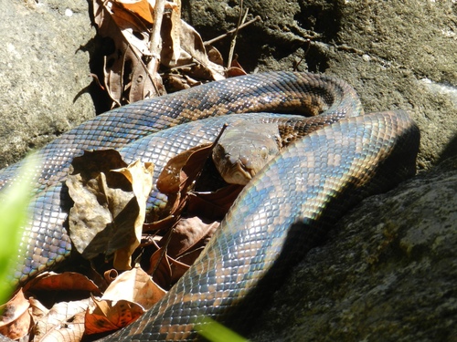 Australian Scrub Python sighting