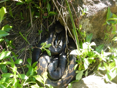Australian Scrub Python sighting