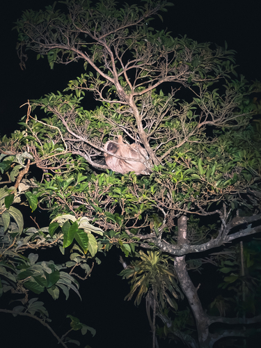 Hoffmann's Two-toed Sloth