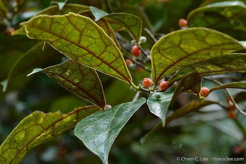 Ficus kuchinensis