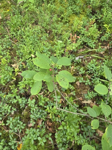 alder buckthorn