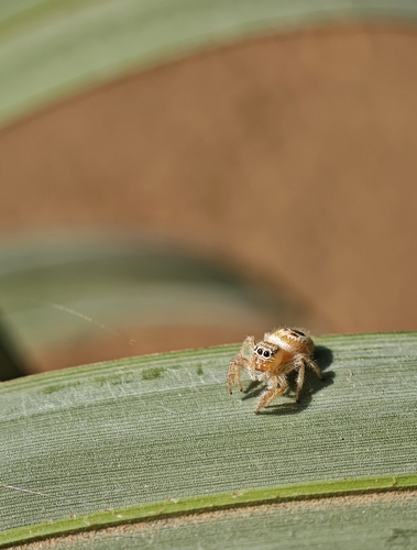 Thyene imperialis