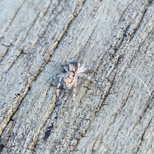 Gray Wall Jumping Spider