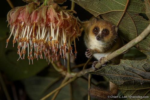 Goodman's Mouse Lemur