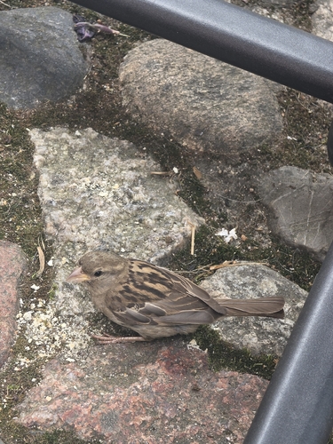 House Sparrow