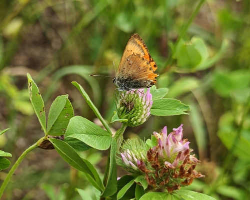 Scarce Copper