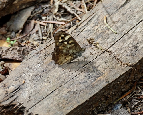 Speckled Wood