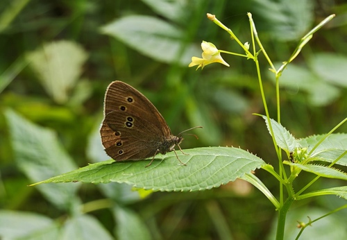 Ringlet