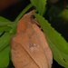 Euthrix isocyma - Photo (c) Roger C. Kendrick, todos los derechos reservados