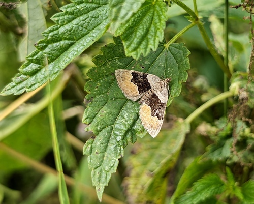 Large Twin-spot Carpet