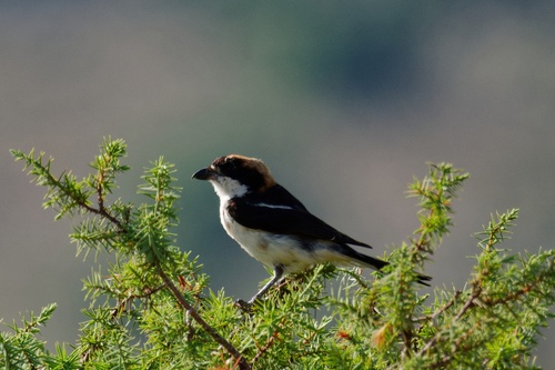 Woodchat Shrike