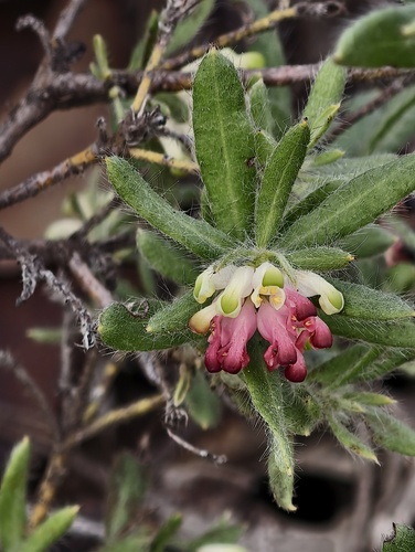Drummond's Grevillea