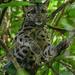 Clouded Leopards - Photo (c) Chien Lee, all rights reserved, uploaded by Chien Lee