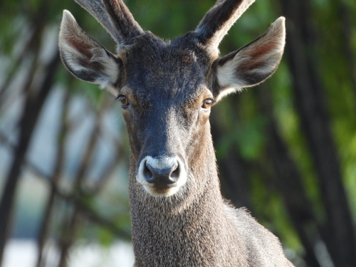 White-lipped Deer
