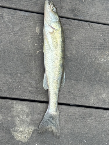 Zander