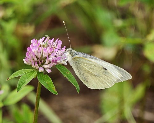Large White
