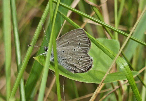 Small Blue