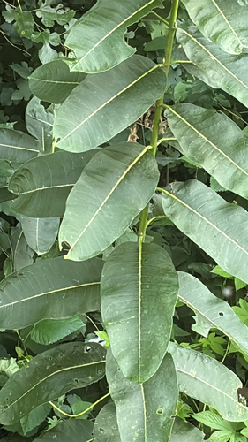 common milkweed