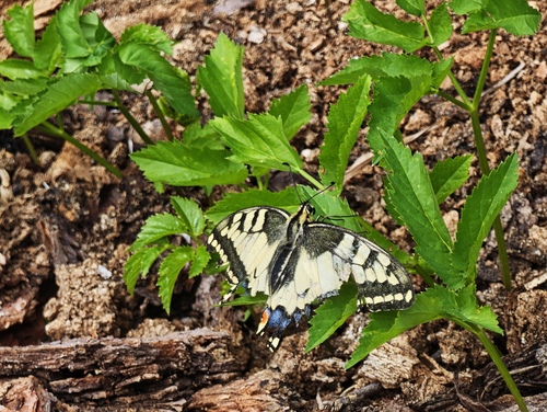 Old World Swallowtail
