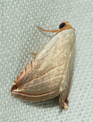 Honeyania ragusana (Freyer, 1845)