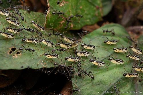 光柄双节行军蚁Aenictus laeviceps