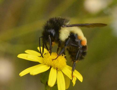 Mesoamerican Bumble Bee