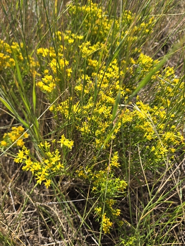Broom Snakeweed