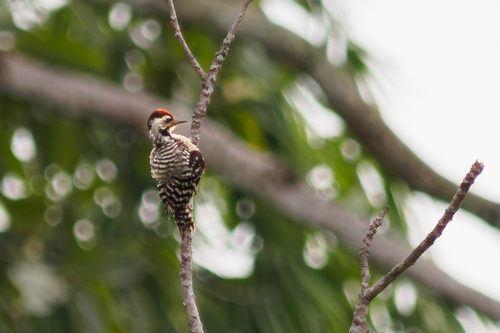 Freckle-breasted Woodpecker
