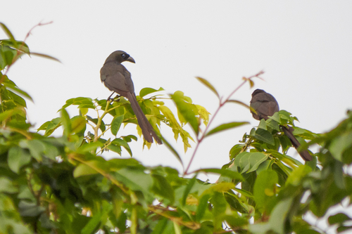 Racket-tailed Treepie