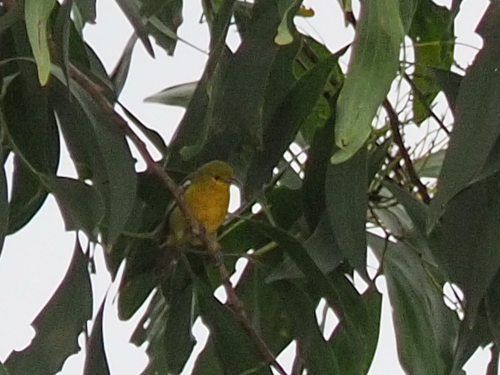 Common Iora