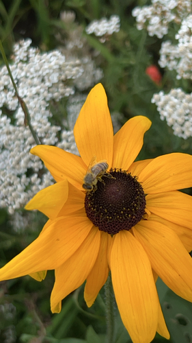 Western Honey Bee