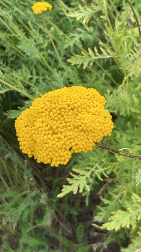 Fern-leaf Yarrow