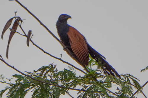 Greater Coucal