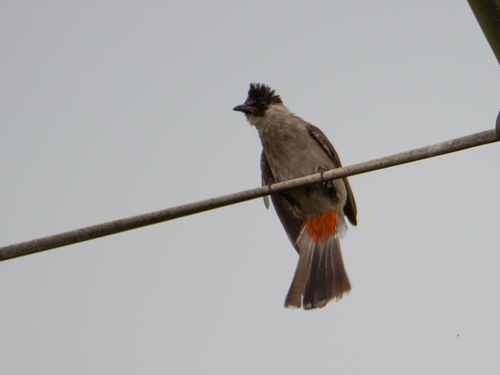 Sooty-headed Bulbul