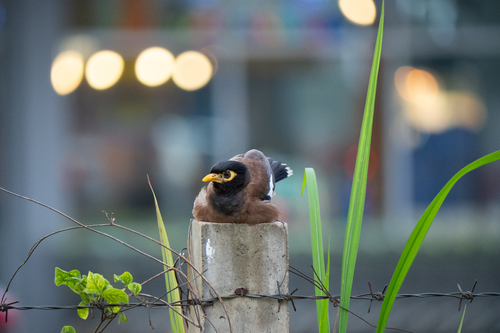 Common Myna