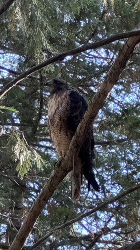 iNaturalist observation photo of Red-tailed Hawk