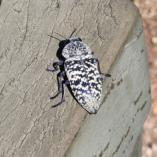 Lampetis drummondi