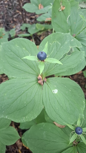 Herb Paris