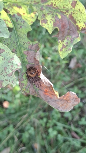 Angular Orbweaver Spider