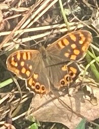 Speckled Wood