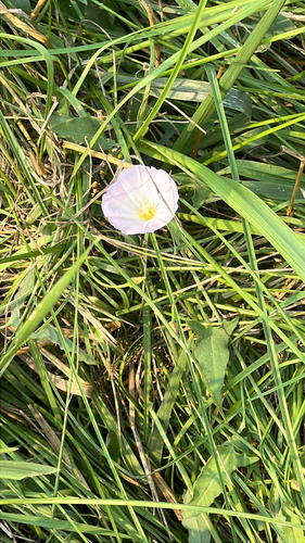 field bindweed